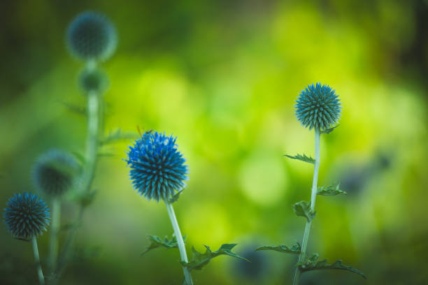Garden summer theme - Globe thistle Echinops ritro amazing blue flowers Floral Pattern for Nature-Themed Decoration, Vibrant blue balls for Garden-Inspired Wallpaper or Desktop Background