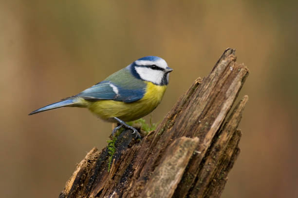 istock Bird - Blue Tit Cyanistes caeruleus perched on tree winter time small bird on blurred background 2164157121