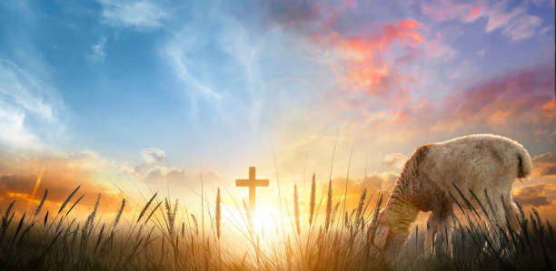 istock Sheep in the meadow with cross at sunset. Easter background 2164157688