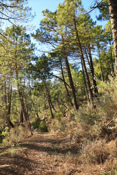 istock Pinus Nigra forest in Sierra de Cazorla y Segura 2164158050