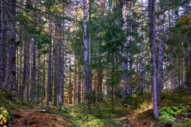 a large green area covered chiefly with trees and undergrowth