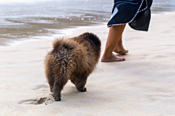 Fluffy Pomeranian puppy follows its owner on sandy beach, leaving cute paw prints in sand, with ocean waves in background