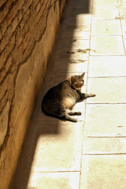 istock a Cat of Venice 2164158246