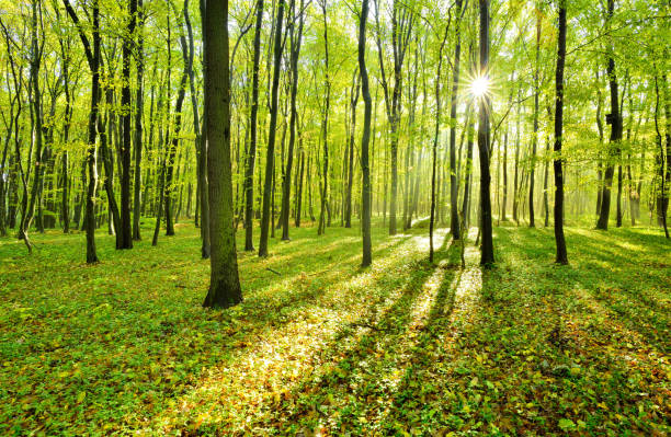 istock The Sun is shining through Bright Green Forest 2164159084