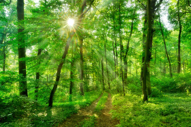 istock Footpath through Natural Forest of Beech Trees illuminated by Sunbeams through Fog 2164159087
