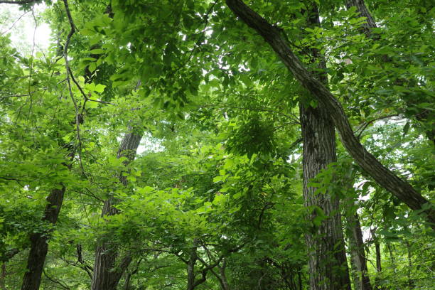 istock A lush green broadleaf forest in the satoyama during midsummer. 2164159158