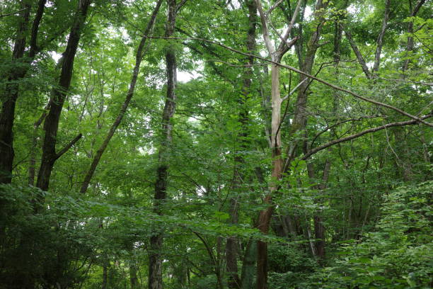 istock A lush green broadleaf forest in the satoyama during midsummer. 2164159165