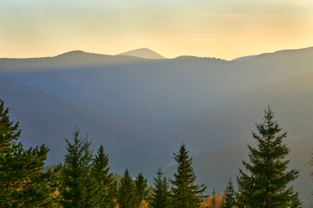 istock Slender green spruce trees, mountains in the distant haze 2164159541