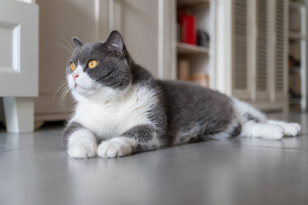 istock British shorthair cat lying on the floor 2164159759