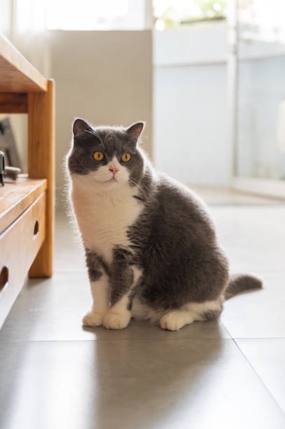 istock British shorthair cat sitting on the floor 2164159768
