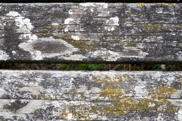 Green moss texture on old wooden plank