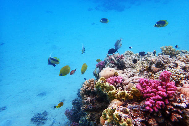 istock nice coral reef in the Egypt, Safaga 2164162588