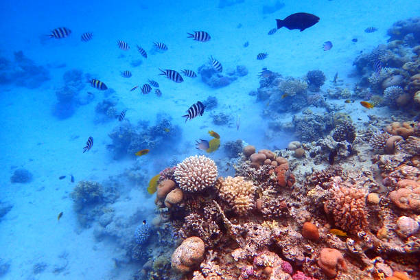 istock nice coral reef in the Egypt, Safaga 2164162607