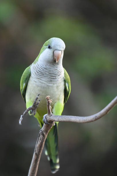 Monk parakeet feeding on cherry blossoms in the Borghese Park.