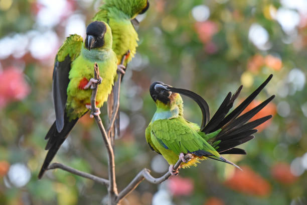 istock Black-hooded parakeets (Nandayus nenday) preening their feathers 2164163251