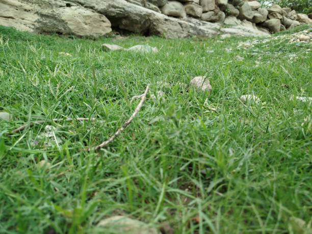 natural green grass field landscape background