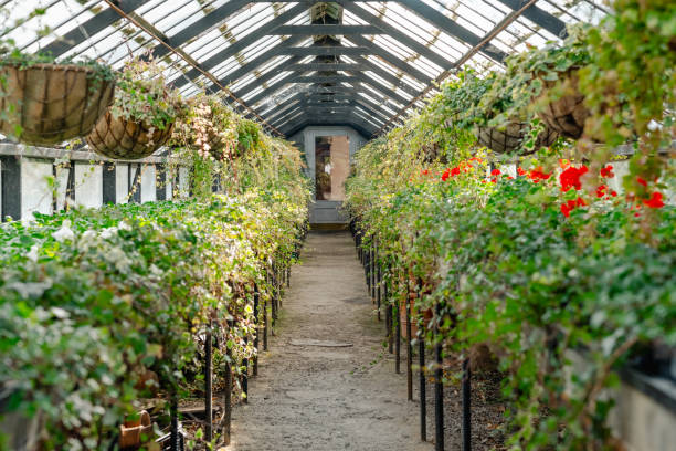 istock An inviting path runs through a greenhouse, flanked by vibrant hanging baskets and potted plants. 2164165138