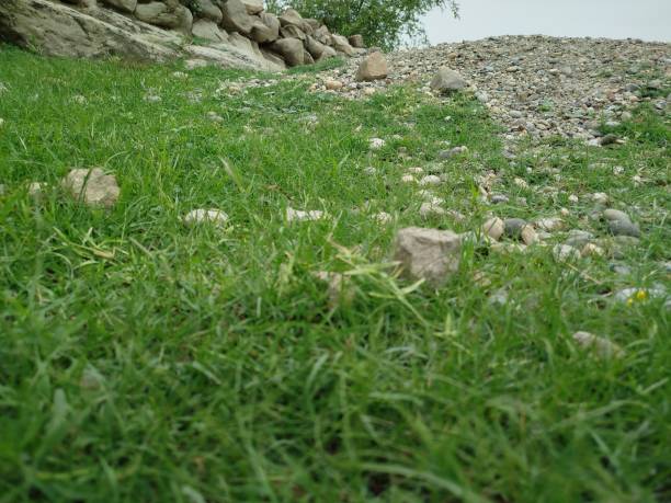 natural green grass field landscape background