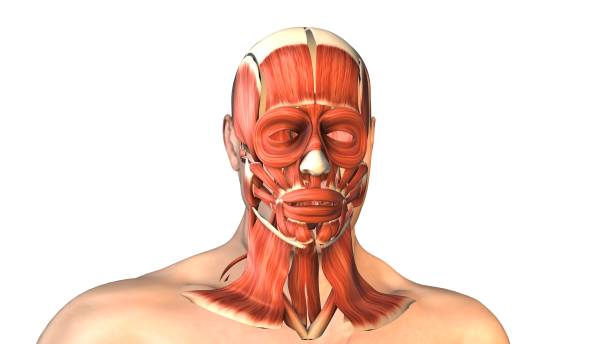 istock Human facial muscles with skull 2164165352