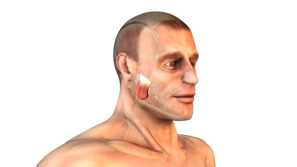 The masseter is a facial muscle in the cheek area that's responsible for chewing food and moving the jaw. It's a quadrangular muscle with two parts, deep and superficial, that attach to the ramus of the mandible.