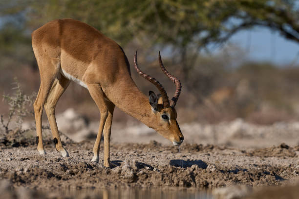 istock Male Impala at a waterhole 2164166097