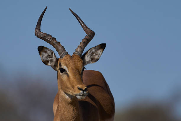 istock Male Impala at a waterhole 2164166164
