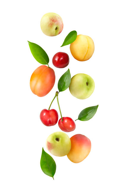 Fresh Nectarines and Apricots in Air