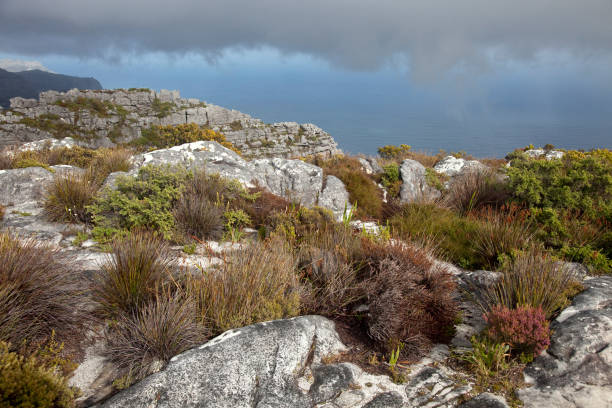South Africa shore landscape