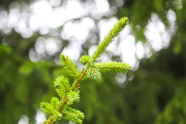 istock Fir-trees in a wild forest. Summer season. 2164168063