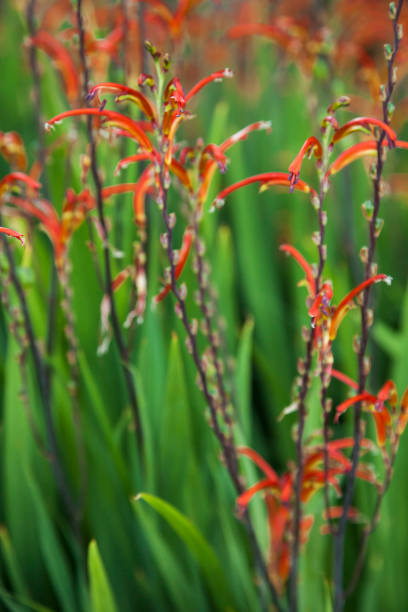 istock Red and green botanical abstraction 2164168207