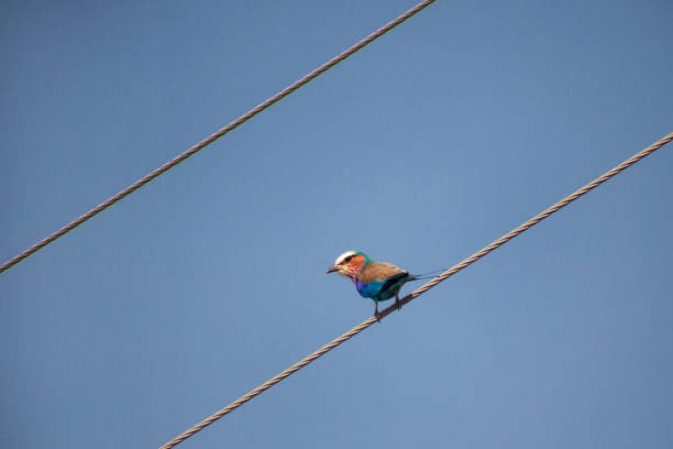 Diagonal shot of a lilac-breasted Roller perched in between of two metal wires in Kruger National Park