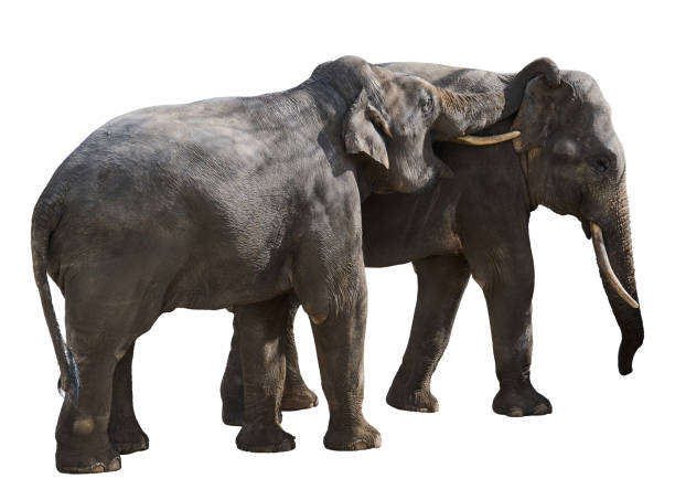 istock Two adult elephants playing with each other on isolated background 2164169486