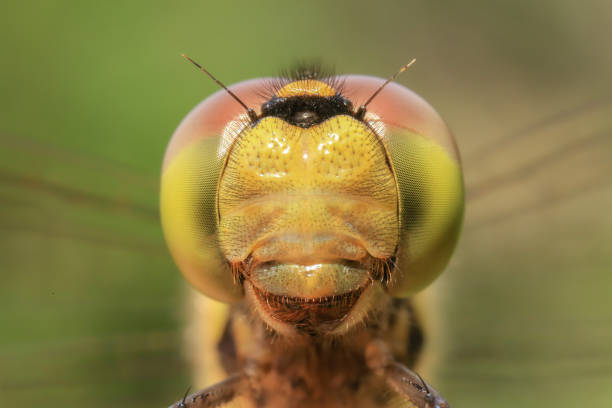 istock Dragonfly head taken with macro photography. 2164170311