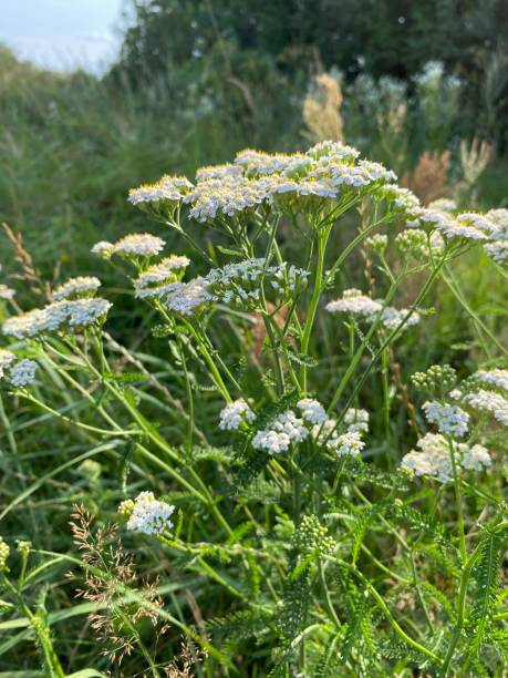 istock wild white flowers in the meadow 2164170446