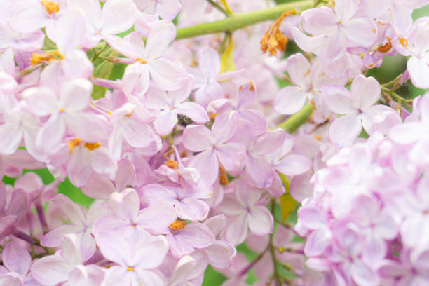 Beautiful Wide Angle soft spring background with lilac flowers