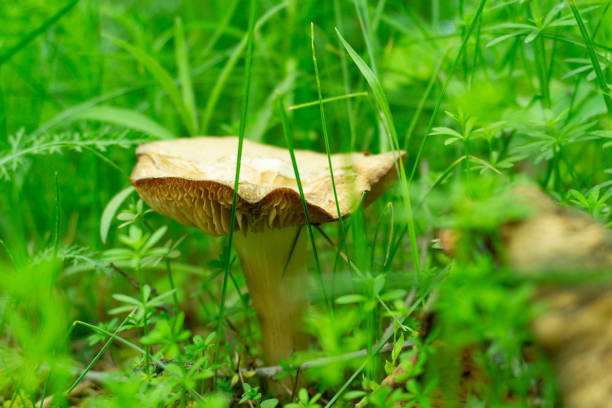 A single mushroom is sprouting and developing in the grass of a vast open field, symbolizing natures beauty and diversity
