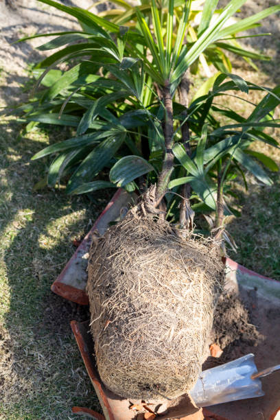 istock Rhapis excelsa is repotting into new large pot. A Root Bound Rhapis excelsa palm repotting into new pot 2164177268