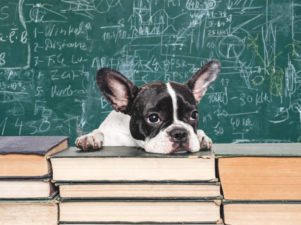 istock Cute puppy and old books on a blackboard background 2164177723