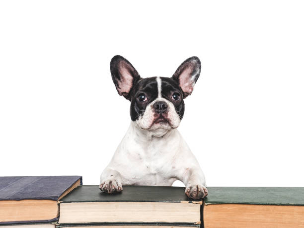 istock Cute puppy and old books. Studio shot 2164177843