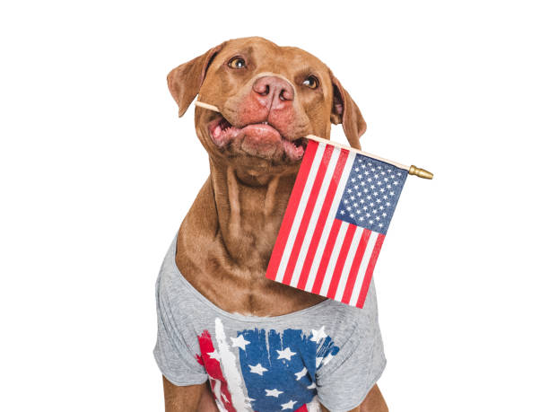 istock Cute dog and American Flag. Close up 2164178336