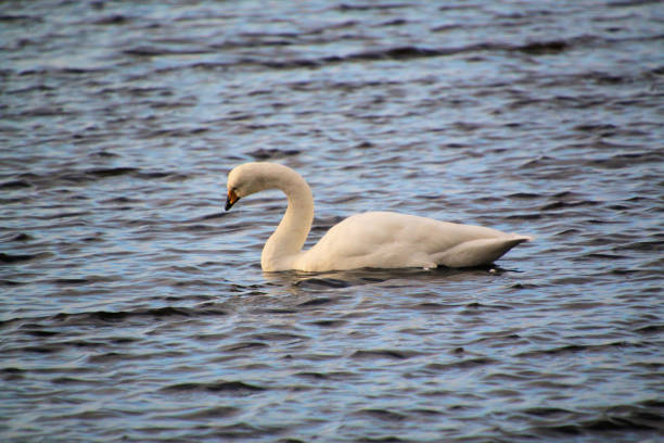 A view of a Whooper Swan at Martin Mere Nature Reserve
