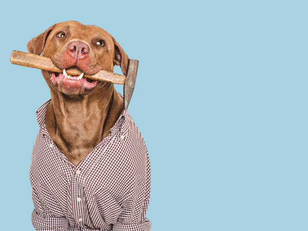 istock Cute brown dog, work shirt and hammer 2164180450
