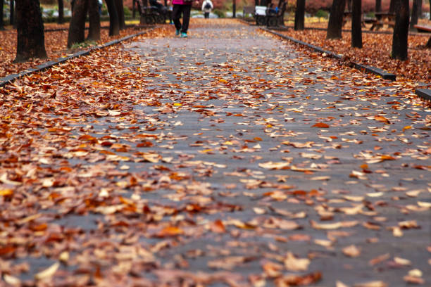 autumn landscape in the park