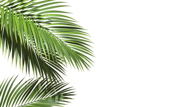 Copy space with palm leaves border on white backgrounds realistic 3d rendering