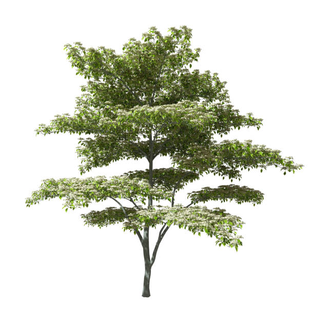 Cutout tree shape environmental for landscape 3d illustration white background