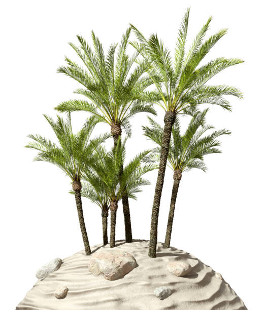 istock Conceptual realistic palm trees group on desert cutout white backgrounds 3d rendering 2164181197