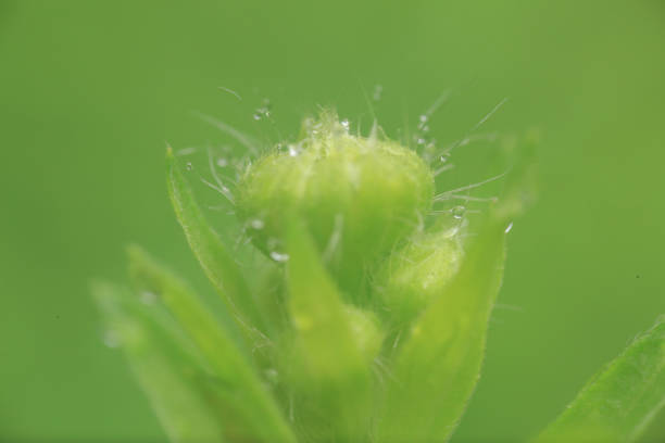 Beautiful green grass with waterdrop  view after rain