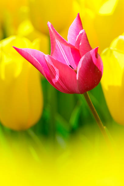 One pink tulip standing out from the crowd of yellow tulips in a field during a springtime day in Flevoland, The Netherlands. Suitable as background photo.
