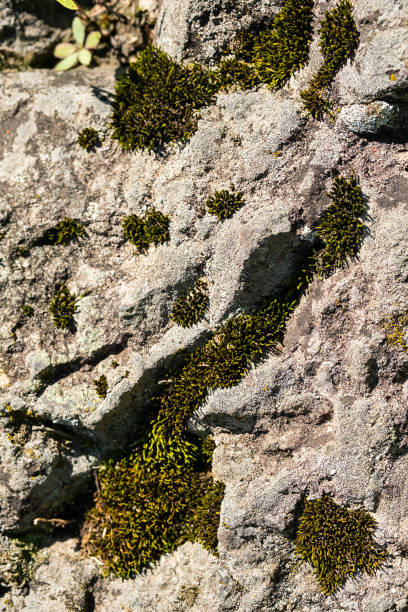 Natural texture of rocky surface.