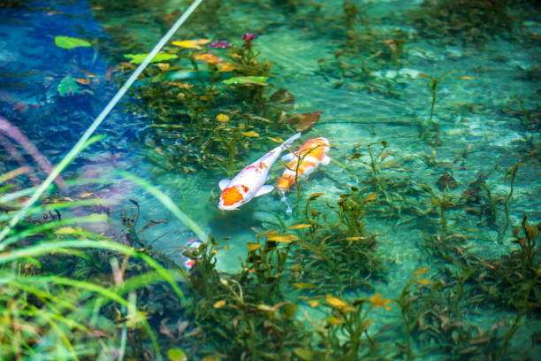 Monet's Pond, Seki City, Gifu Prefecture